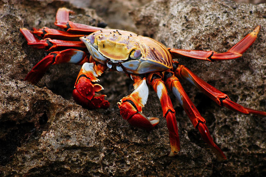 equateurgalapagos_crabe