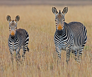 Afrique du Sud, Botswana et Zimbabwe
