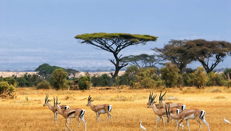 2027 - Afrique du Sud